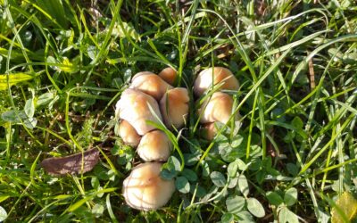 Funghi, Paddenstoelen