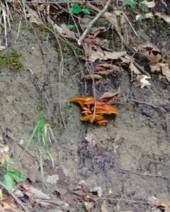 nog meer paddenstoelen